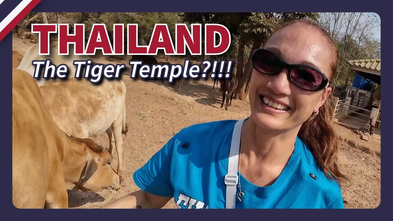 Captive Tigers or Barnyard Animals