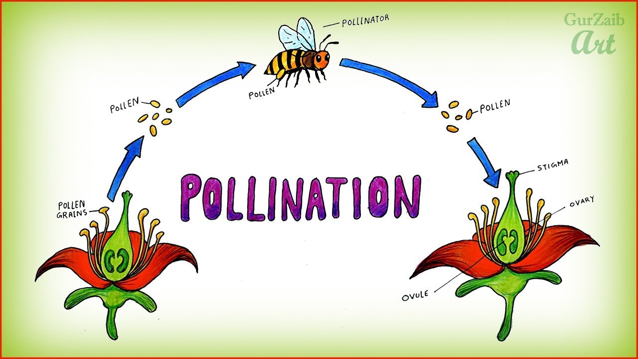 പരാഗണവും ബീജസങ്കലനവും I LLIAS PERIMBALAM I Science Malayalam