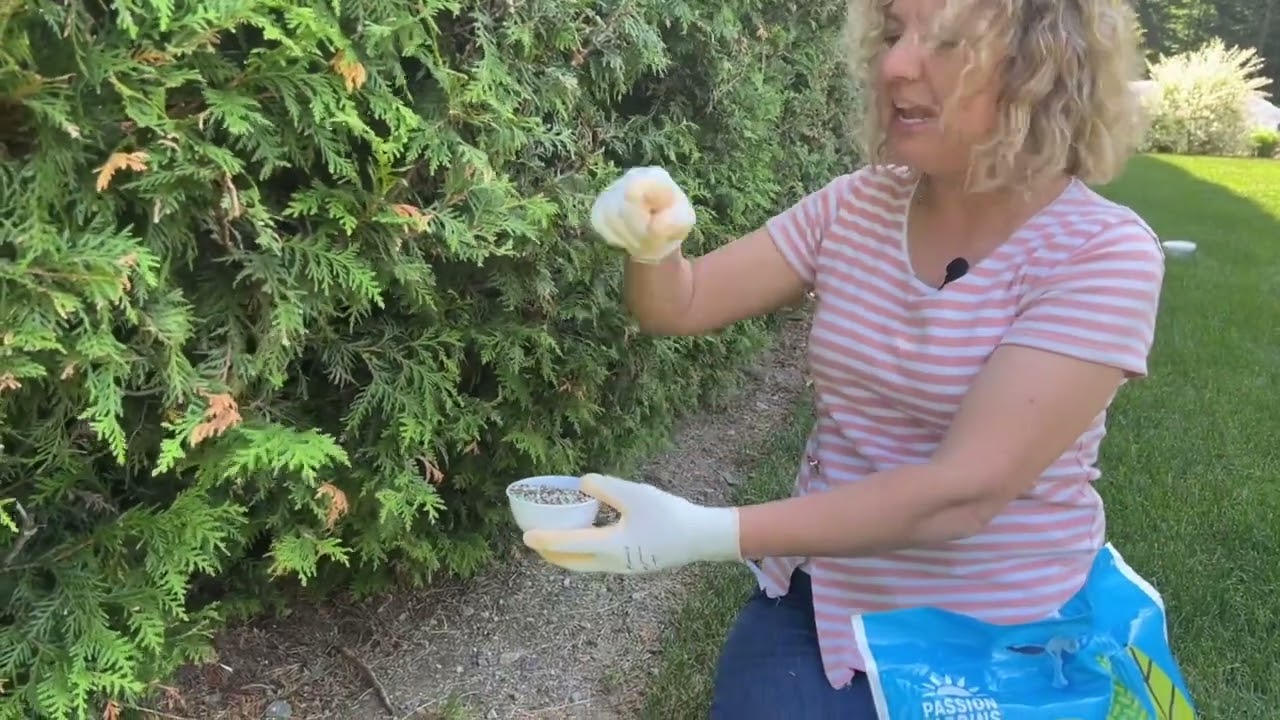 Comment fertiliser une haie de cèdre ?