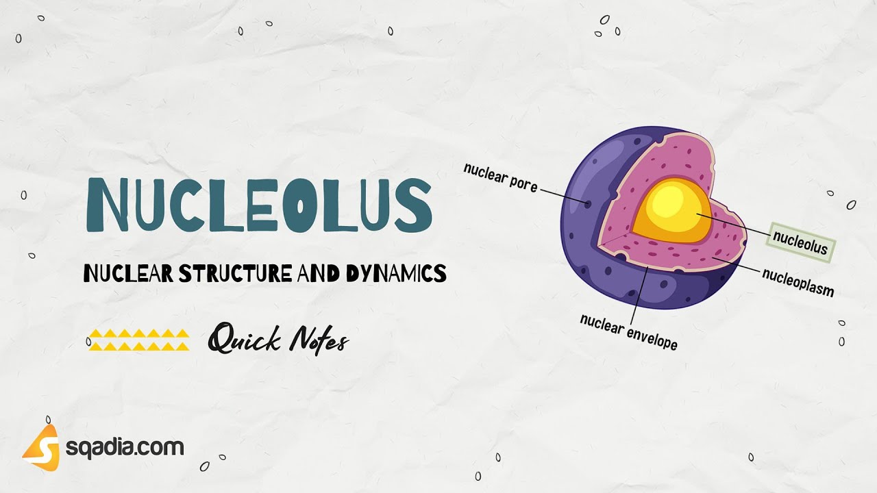 Nuclear Structure and Dynamics | Nucleolus