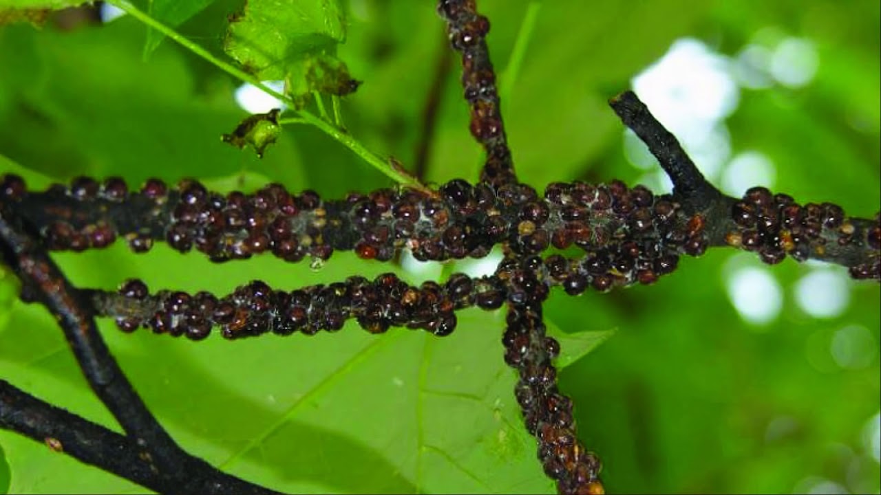 Scale Insects 101