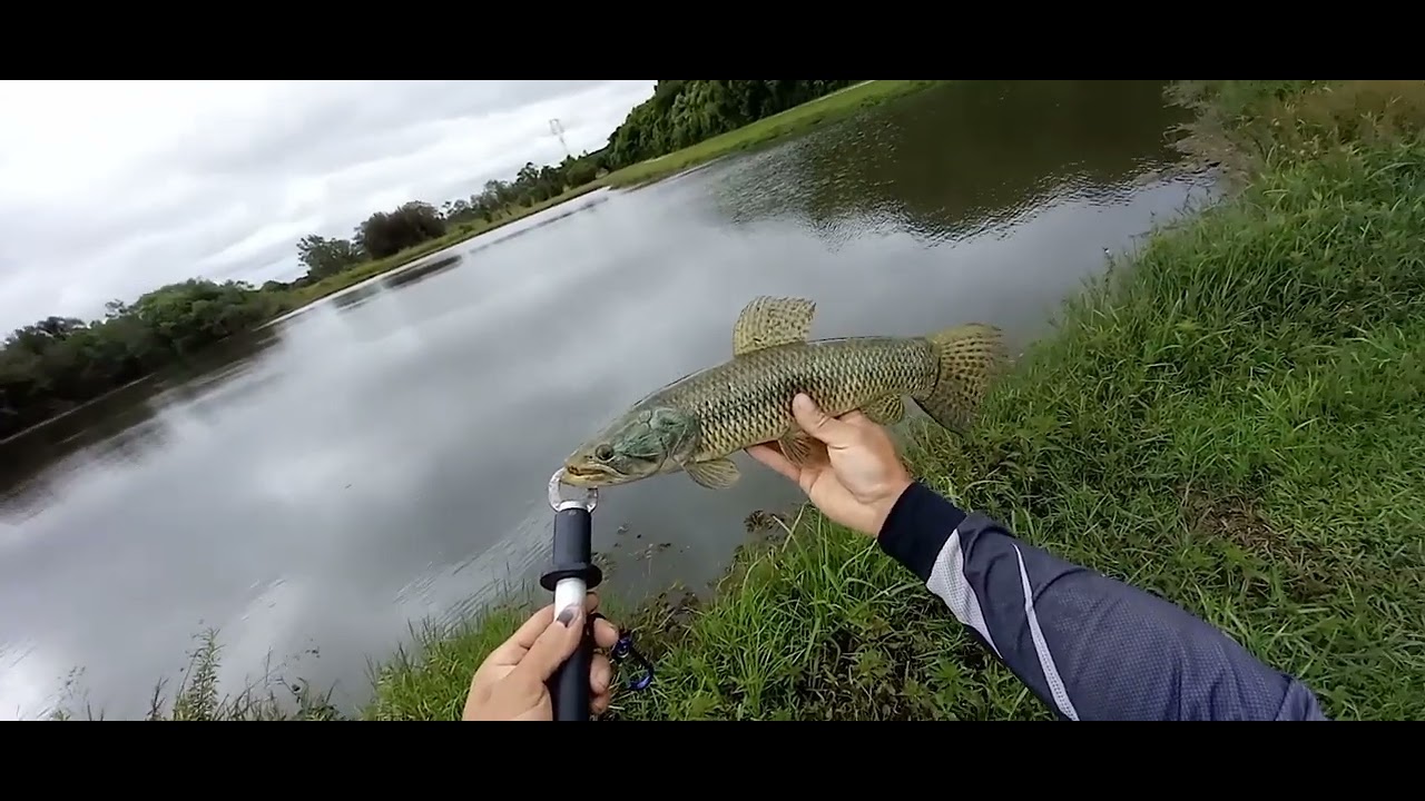 Pesca de traíras cavas do Rio Iguaçu Curitiba  (bairro umbara) #pescaria #pescariadetraira
