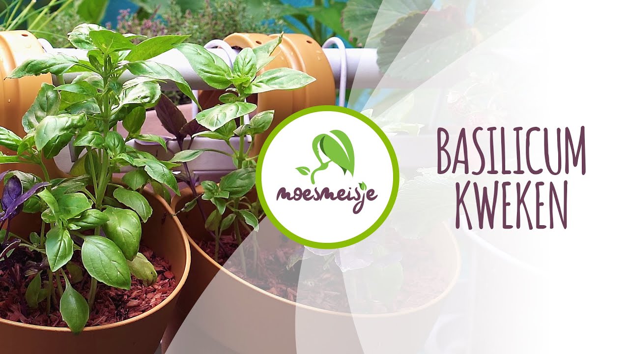 Basilicum zaaien, uitplanten en oogsten | Basilicum plant kweken en verzorgen