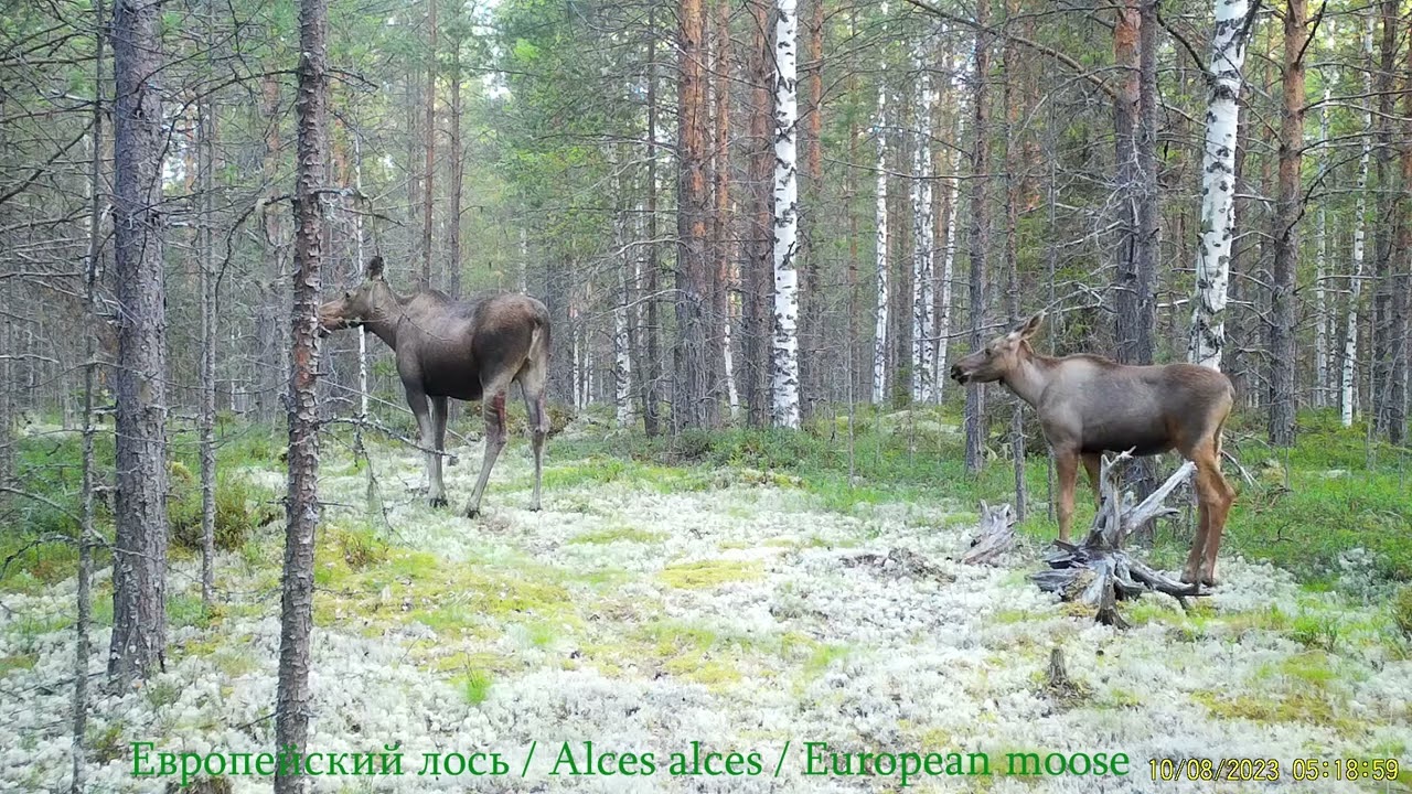 Тайга. Четыре сезона работы фотоловушек // Taiga. Four seasons through the camera trap