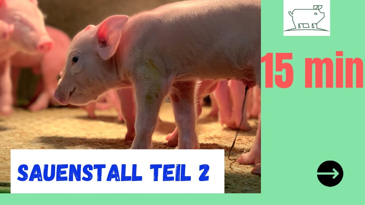 15min Sauenstall Teil 2