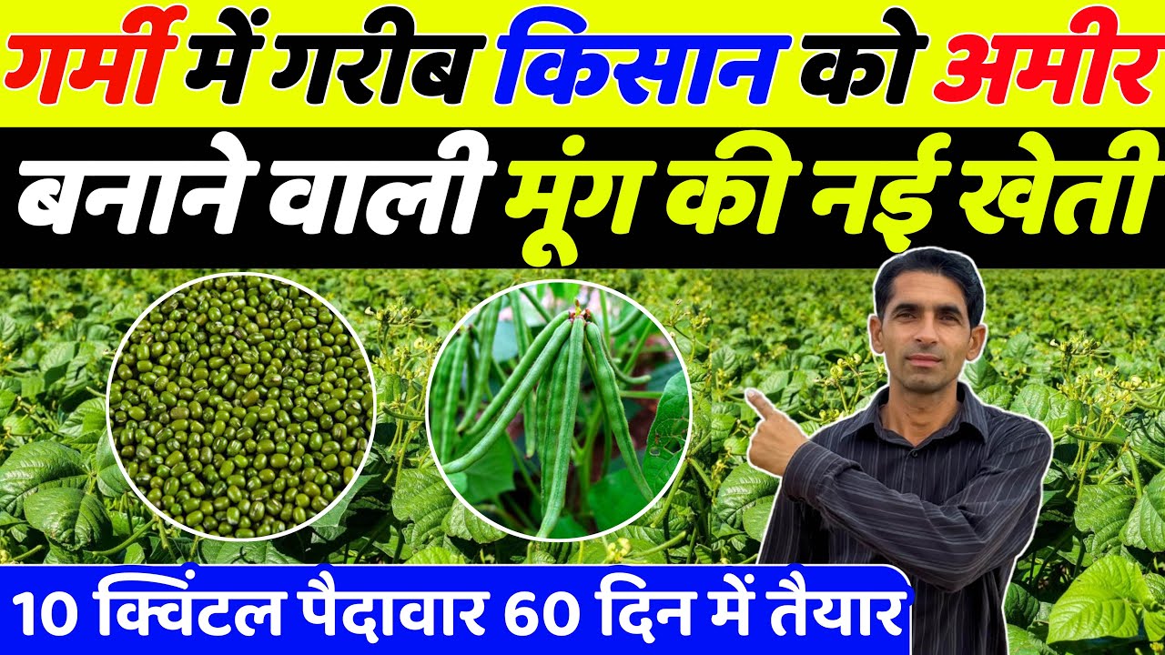 गर्मी में गरीब किसान को अमीर बनाने वाली मूँग की वैज्ञानिक खेती | Garmi me mung ki kheti |Moong kheti