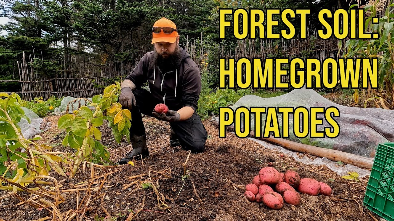 Harvesting Potatoes in My Forest Garden
