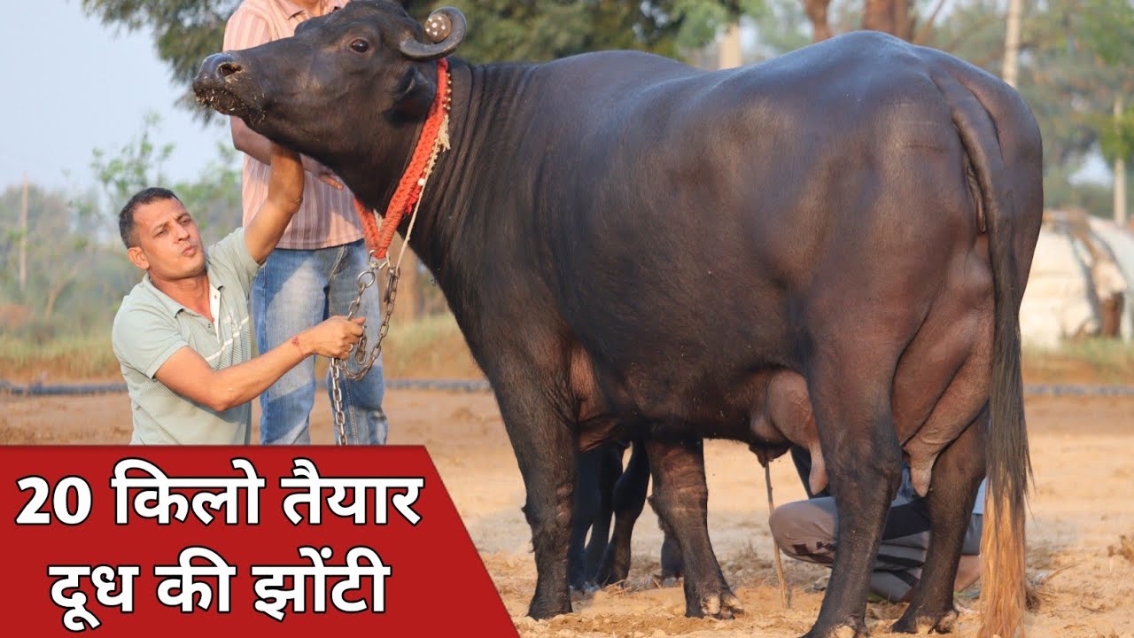 20 किलो तैयार दूध की झोटी, कांटे के तोल में बिक्री के लिए उपलब्ध || Manoj Kumar (7503542782)