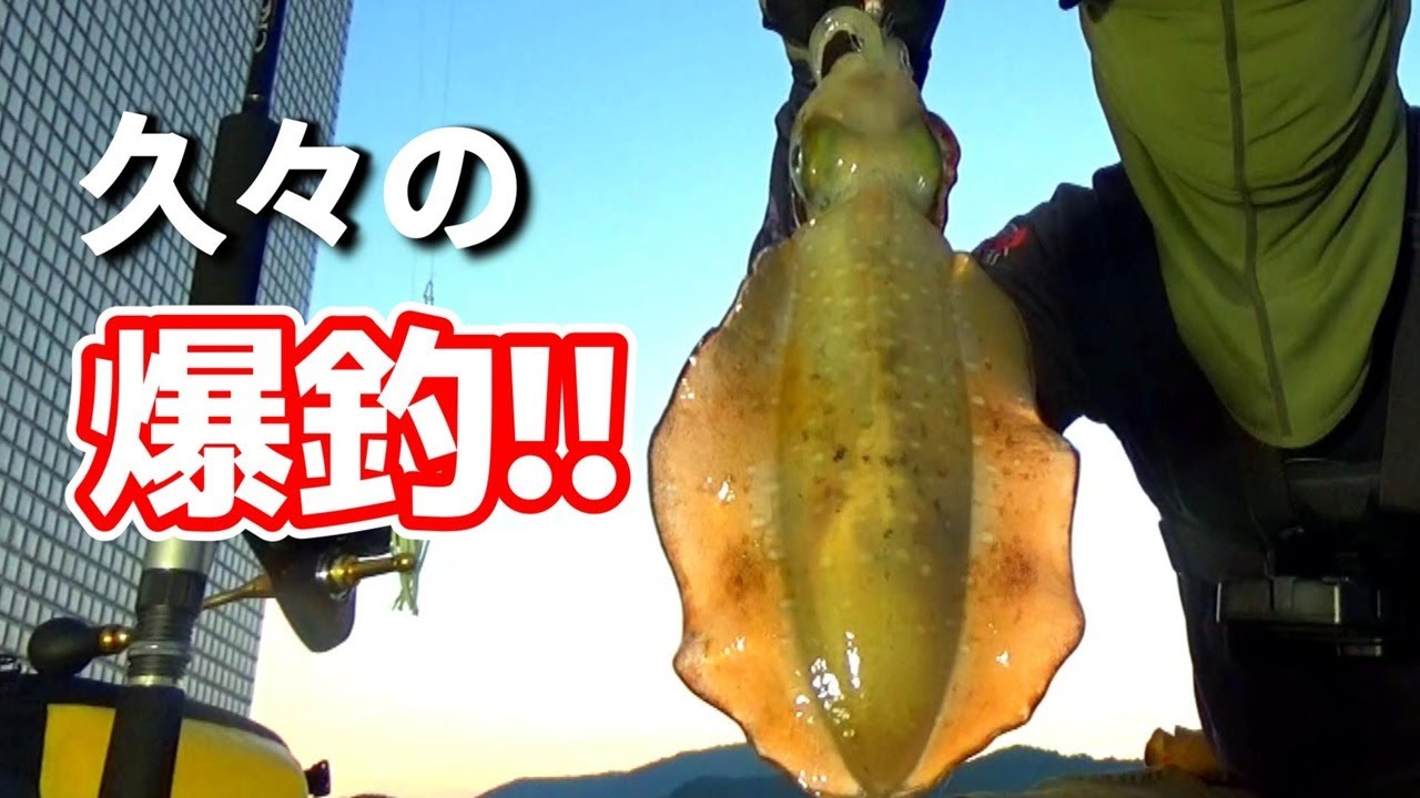 エギングを始めるなら今からがおすすめ!!