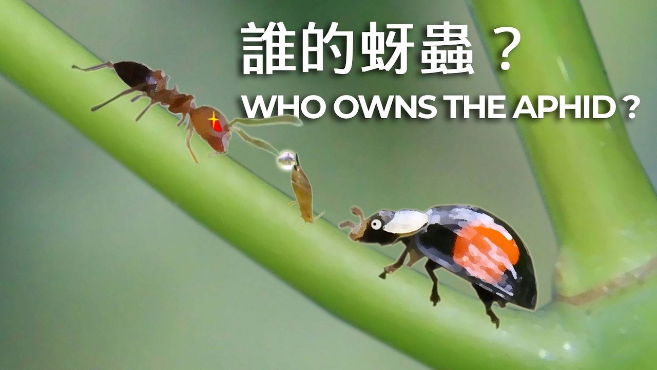#瓢蟲 #蚜蟲 #舉尾蟻 與植物的四角習題 #nature #insects #ladybugs #aphids #ants