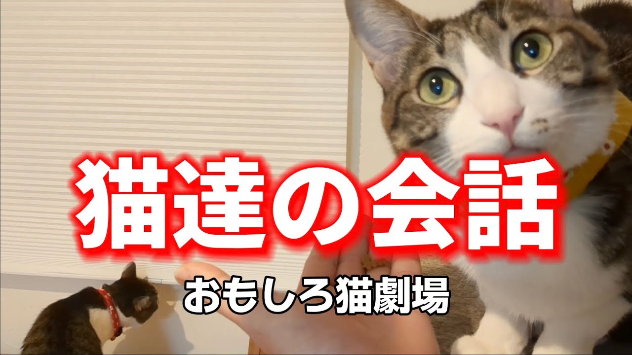 【しゃべる猫劇場】調子に乗った猫が天罰をくらう…