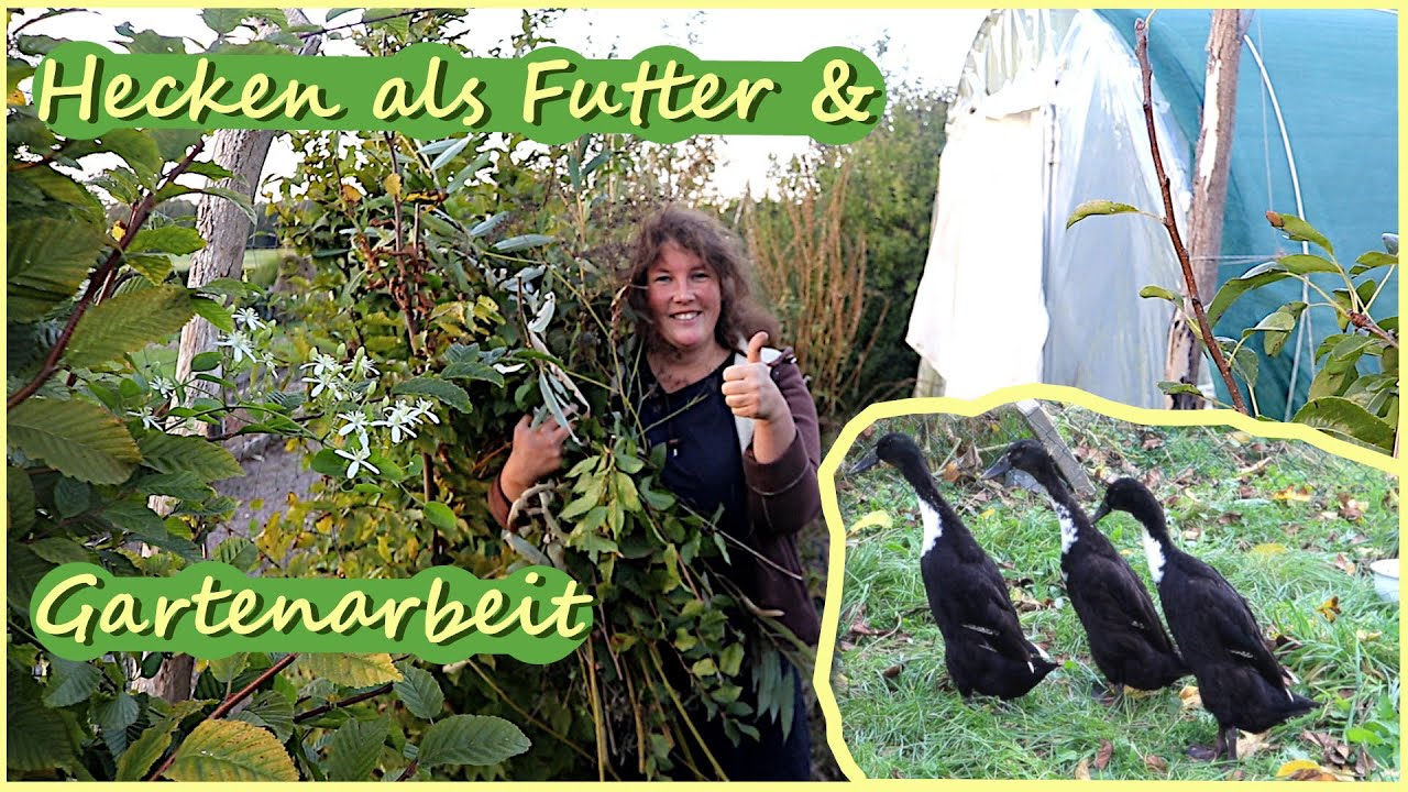 Gartenarbeit Oktober Einheimische Hecken als Futtermittel / Hühner / Laufenten / Folientunnel uvm.