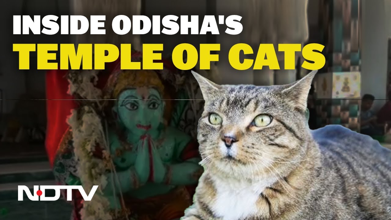 Odisha Cat Temple | This Decades-Old Temple In Odisha Reveres Cats Along With Deities