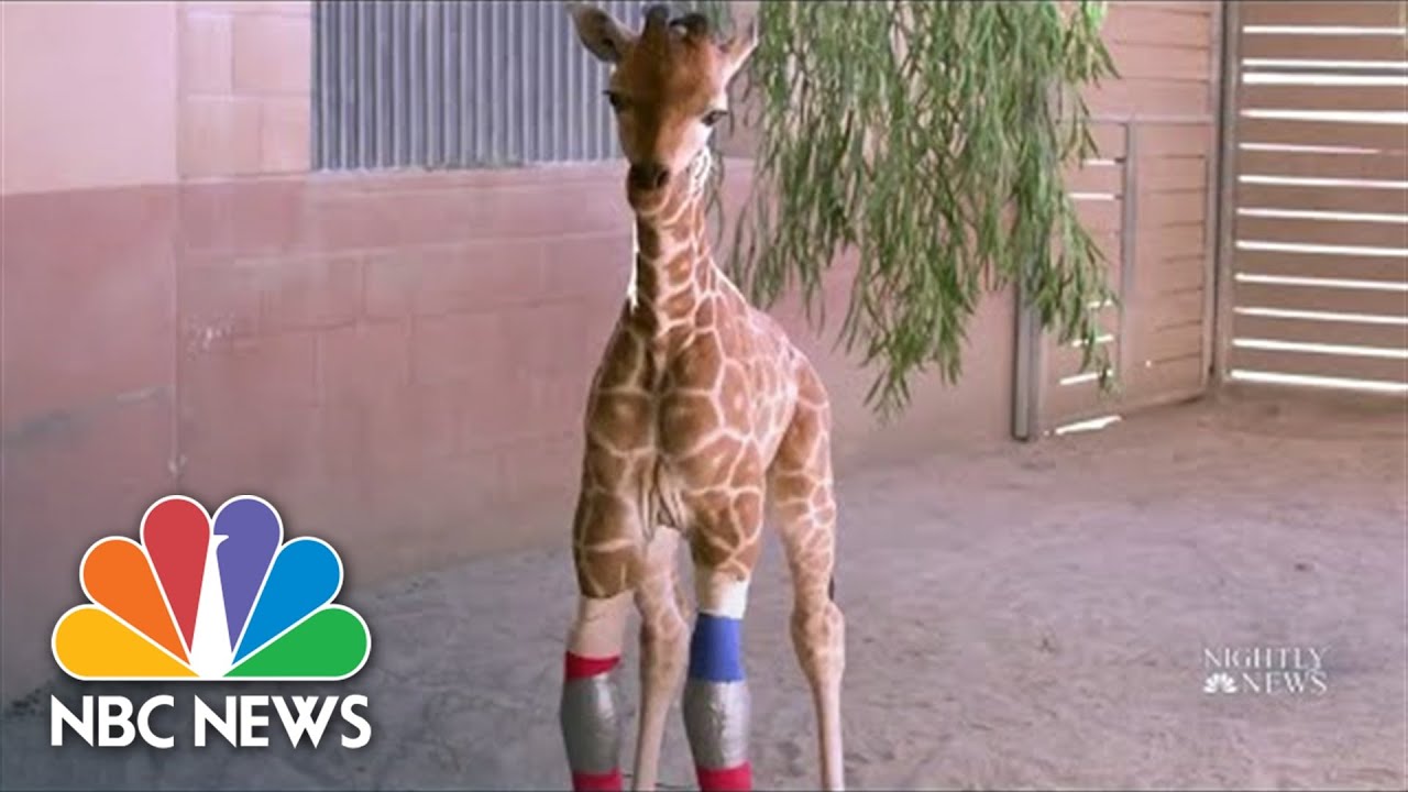Baby Giraffe Able To Walk With The Help Of Human Orthopedic Group