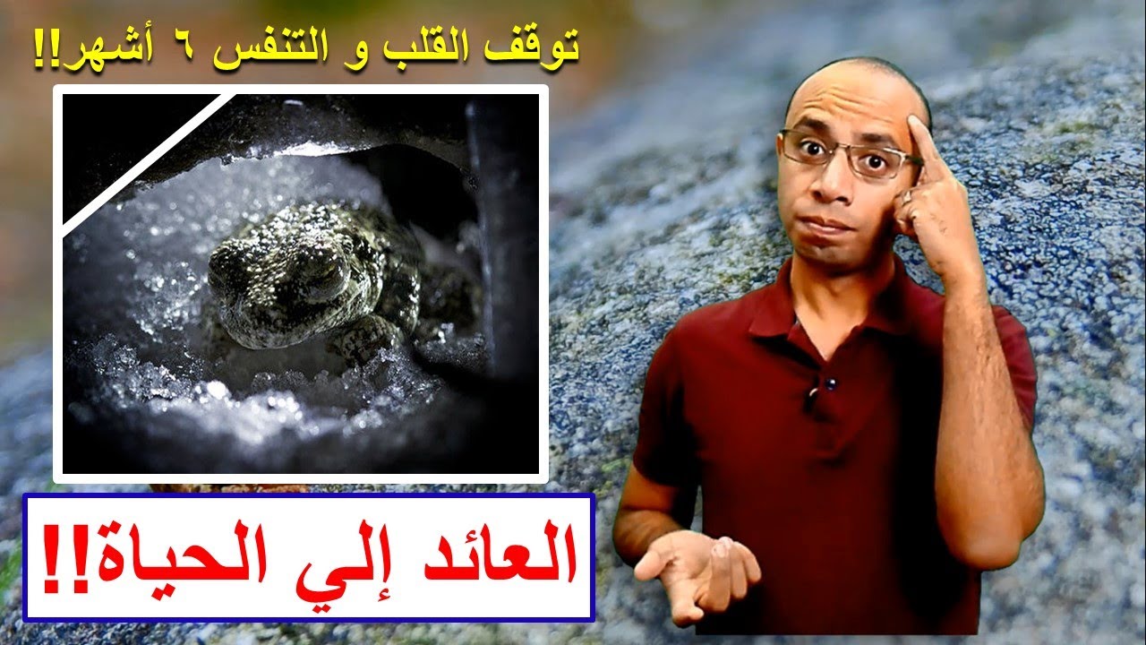 ضفدع ألاسكا العائد إلي الحياة - wood frog anti-freezing