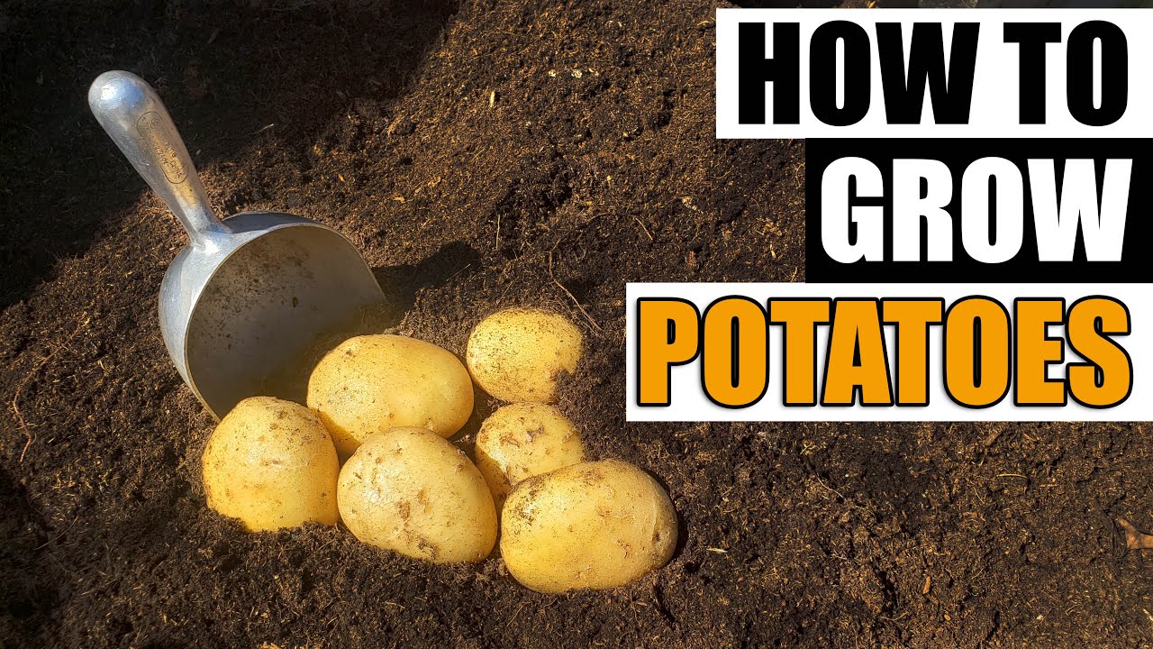How To Grow Potatoes - The Definitive Guide