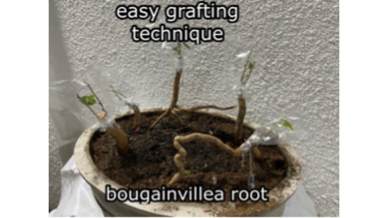 easy grafting technique- bougainvillea roots bonsai