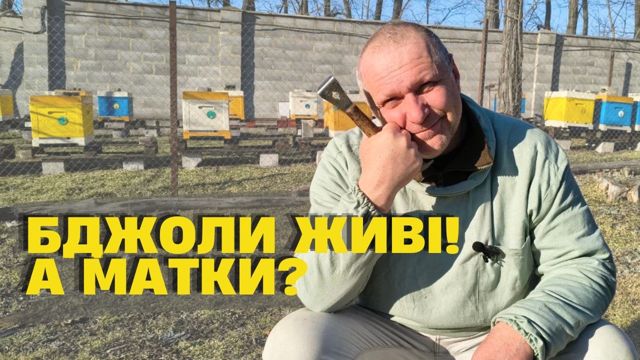 Контроль засіву та весняна корекція бджолиного гнізда