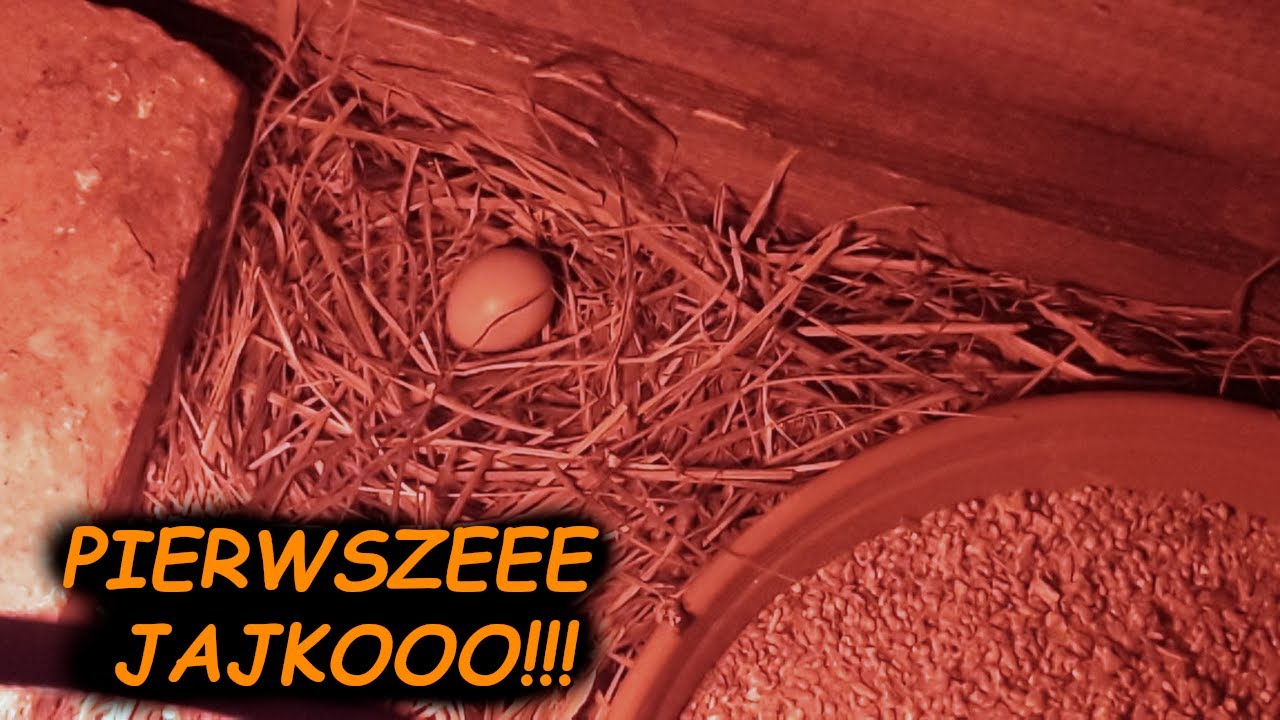 Pierwsze jajko przepi&oacute;rek? 😱 *byłem zdziwiony* 😂  Przepi&oacute;rki 😊