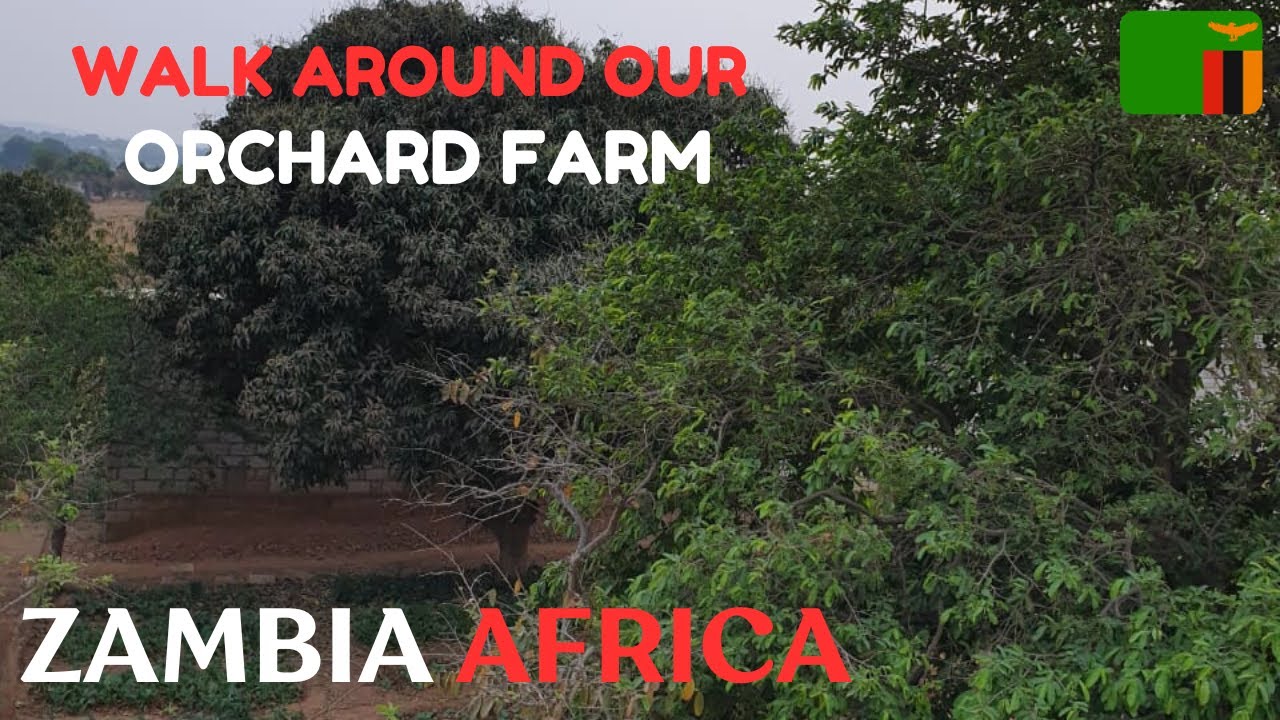 Come Along! Let's Walk Around Our ORCHARD FARM in AFRICA 🇿🇲🇿🇲 #farmlife #walkthrough #zambia #africa