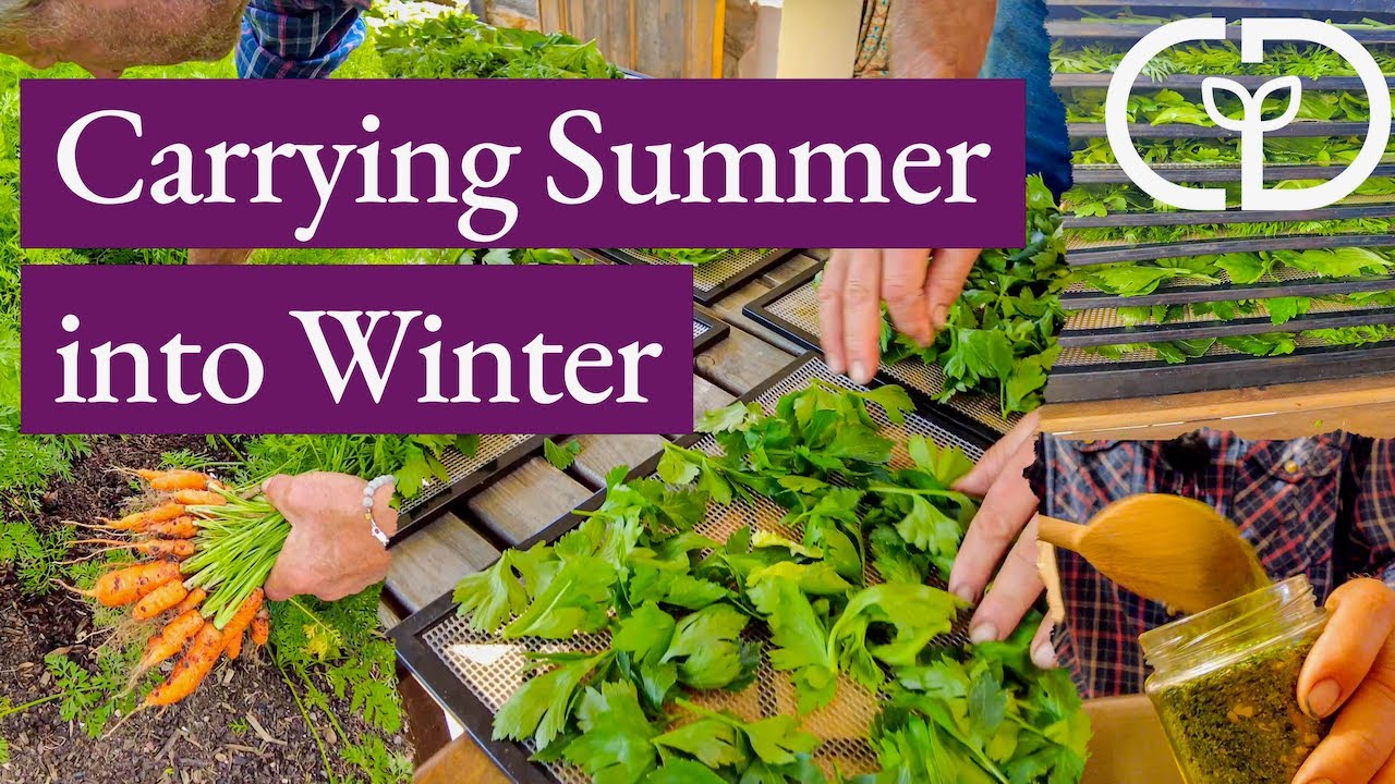 Make amazing bouillon with leaves of celery | Onion and Carrot | Charles Dowding