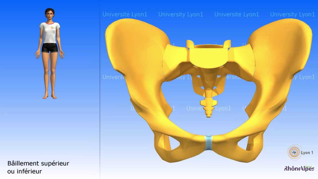 Arthrologie du bassin : la symphyse pubienne
