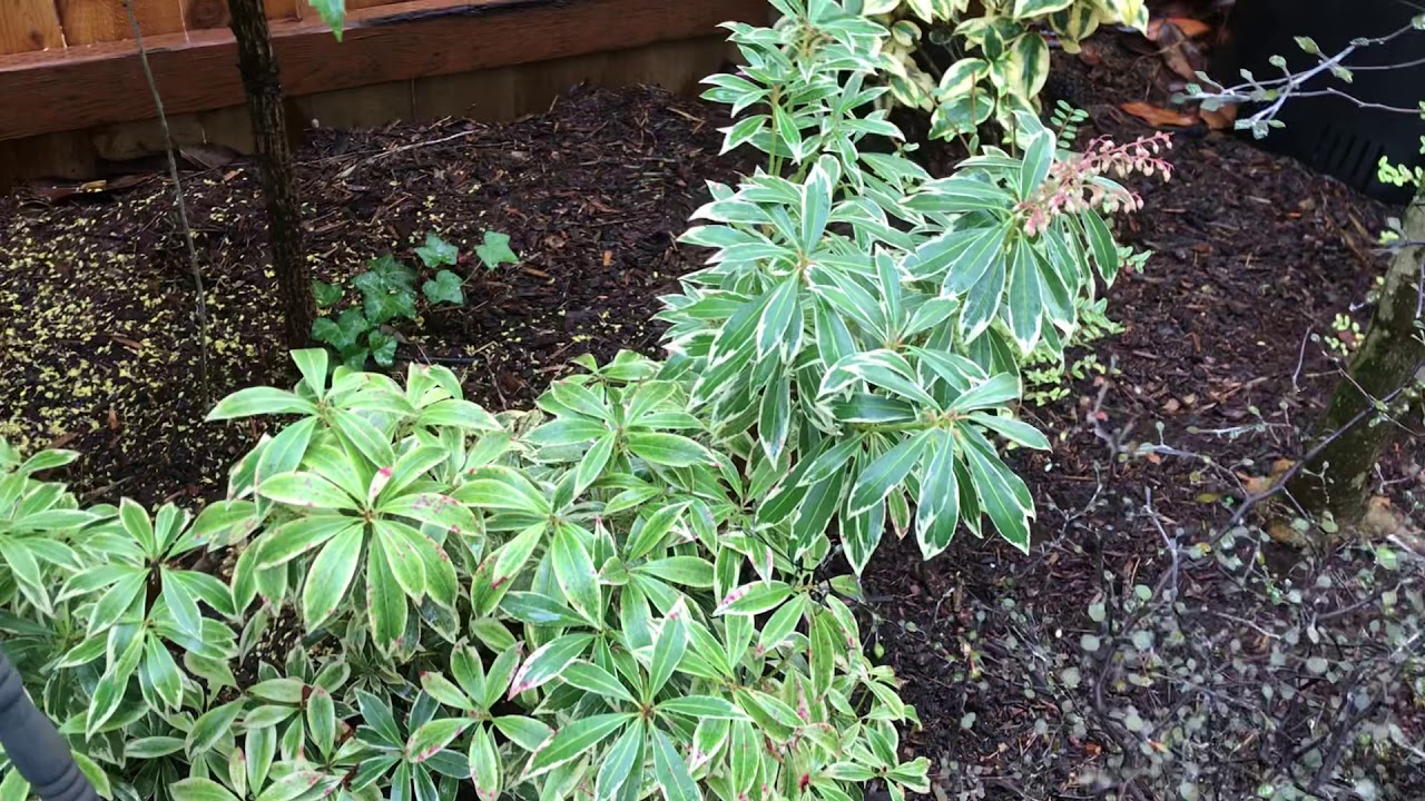 Pieris is a garden staple