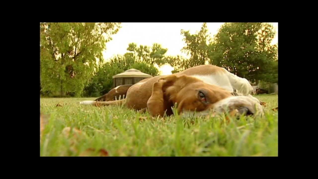 Things We Love About Basset Hounds