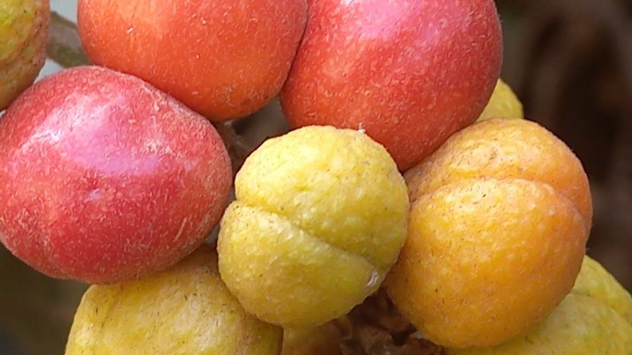 “Onde  essa rara fruta existe, a fauna se torna abundante.”