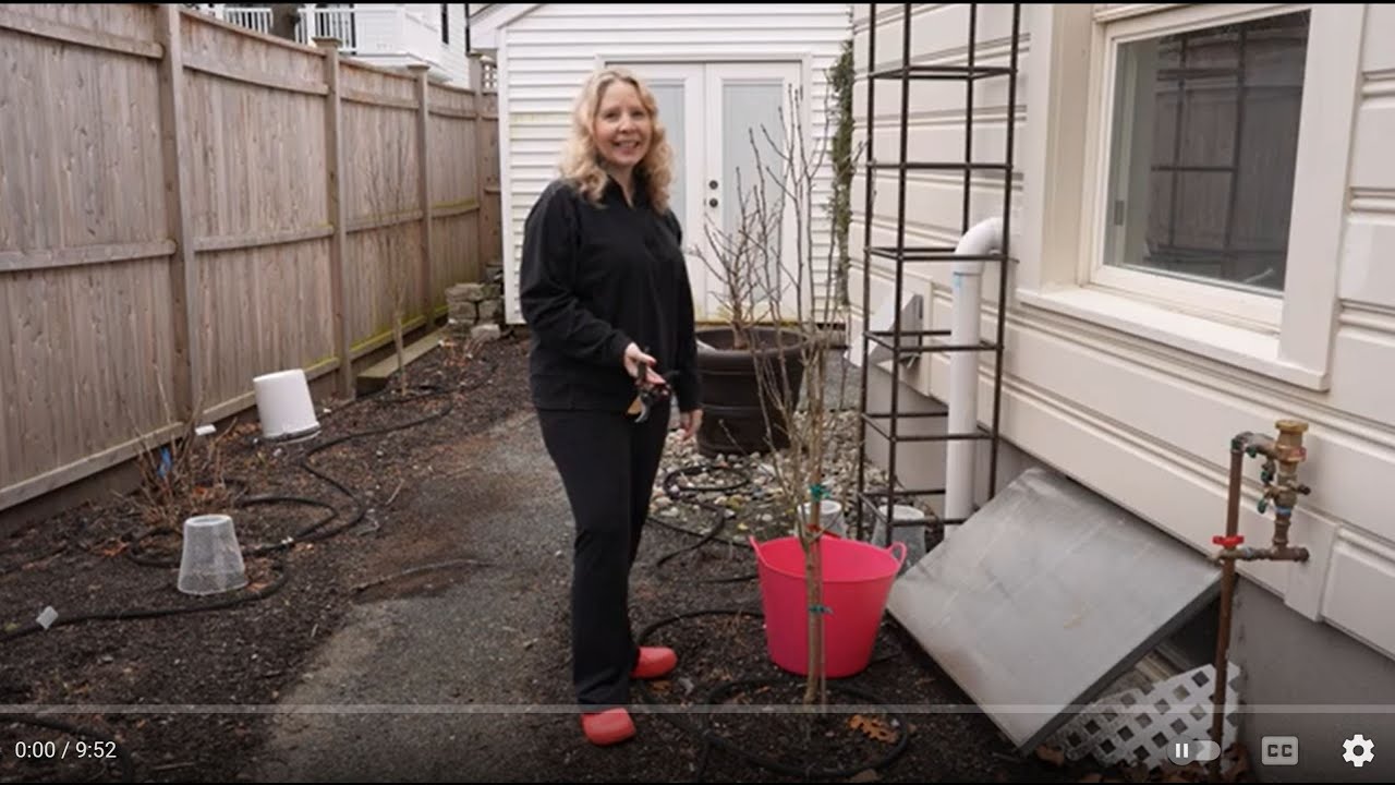 Rose of Sharon Standard: Winter Pruning