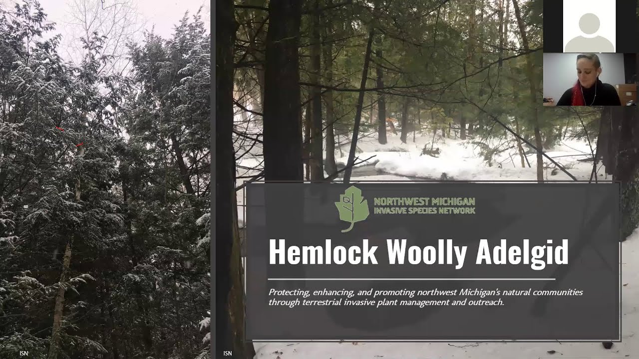 Hemlock Woolly Adelgid Webinar