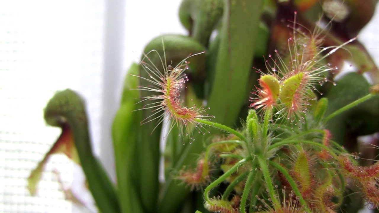 Timelapse- Drosera scorpioides eating a ant
