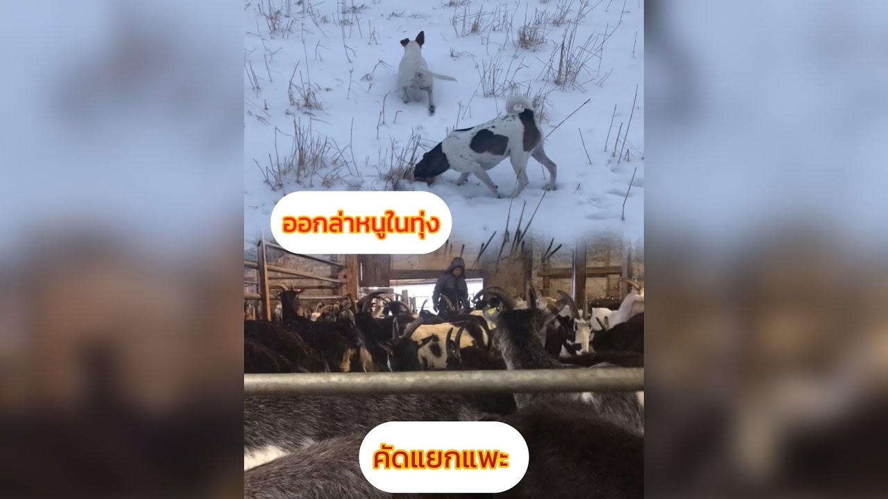บ้านนอกที่เมืองนอก: พาน้องหมาออกทุ่ง หิมะ -3 ก่อนไปดูน้องแพะ