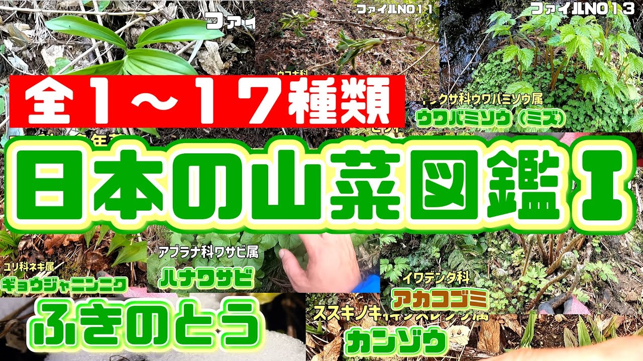 初心者はこれを見ろ！日本の山菜図鑑『動画版』①