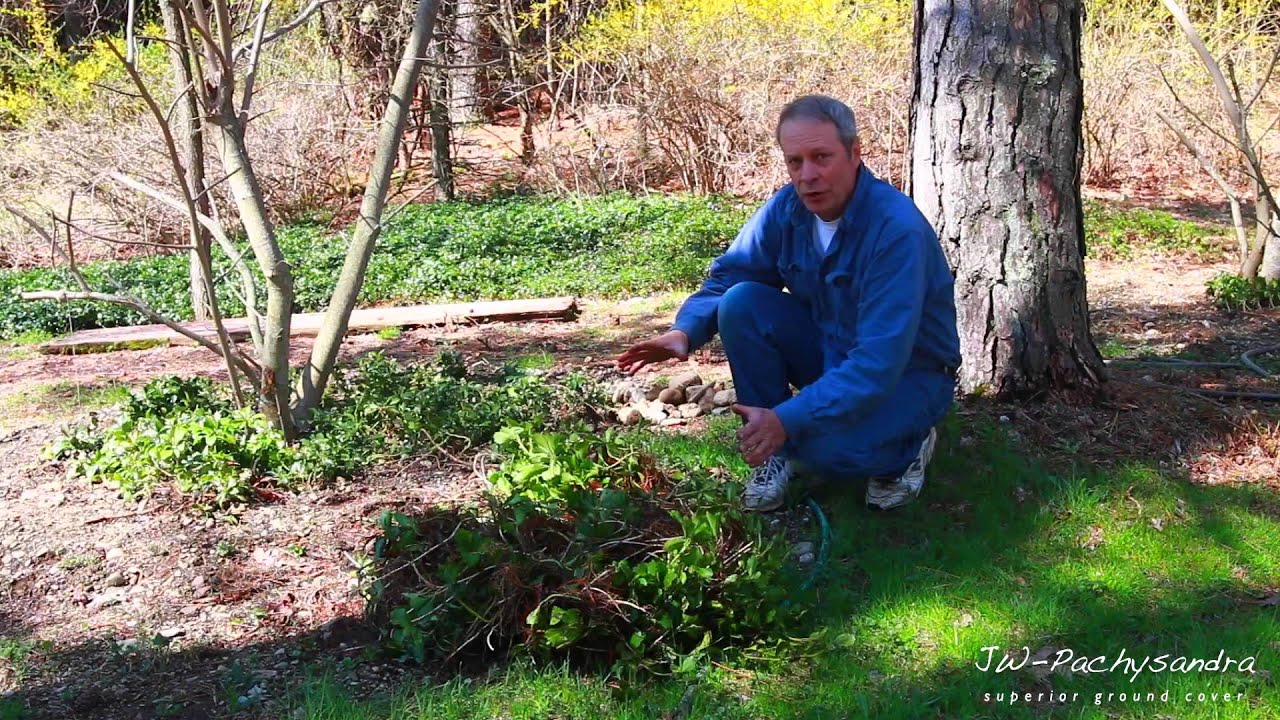 JW Pachysandra - Transplanting Pachysandra