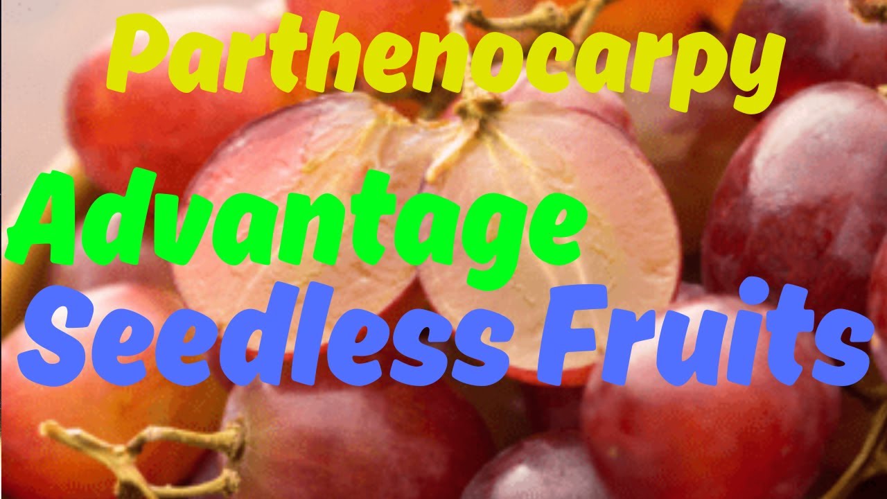 Understanding Parthenocarpy: Benefits and Drawbacks of Seedless Fruits.