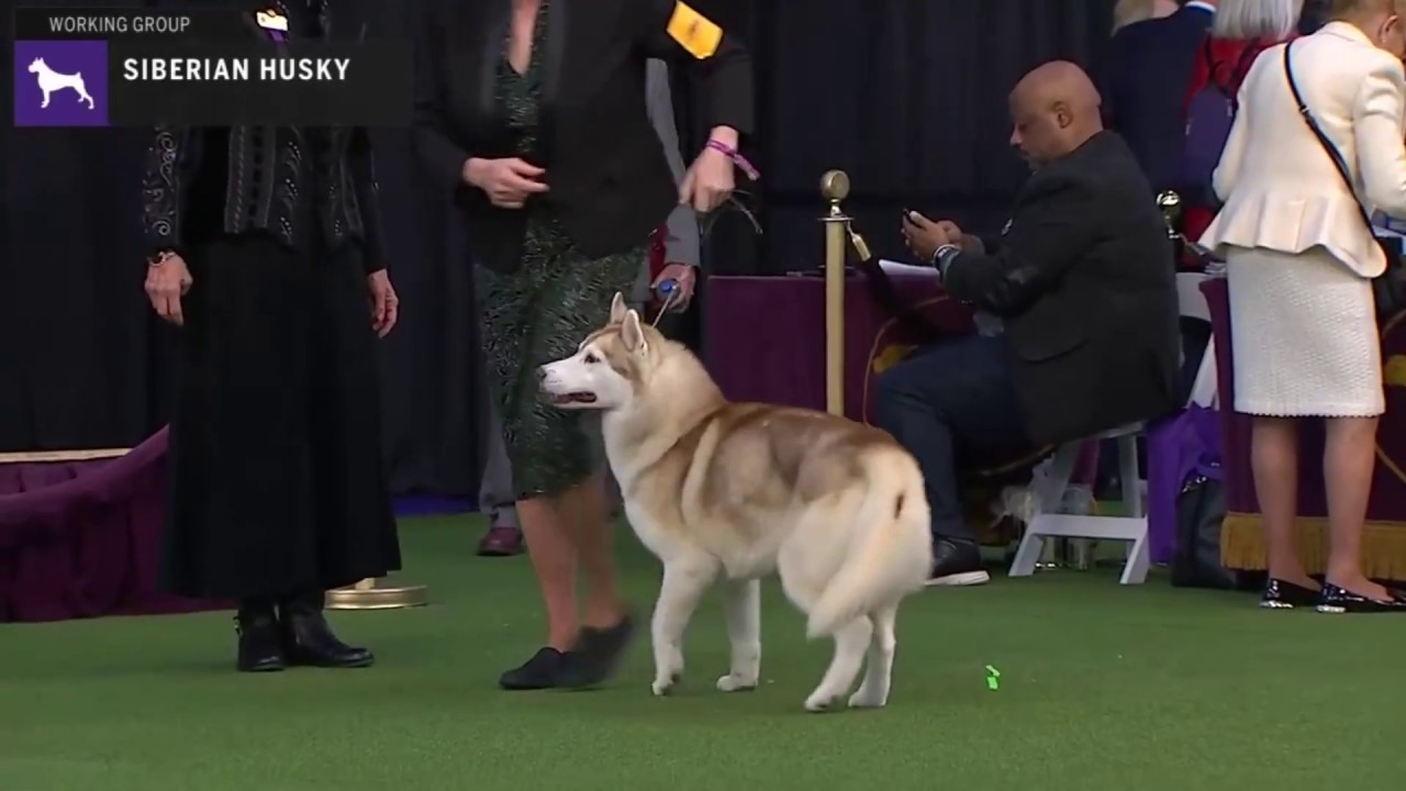 Siberian Huskies | Breed Judging 2020