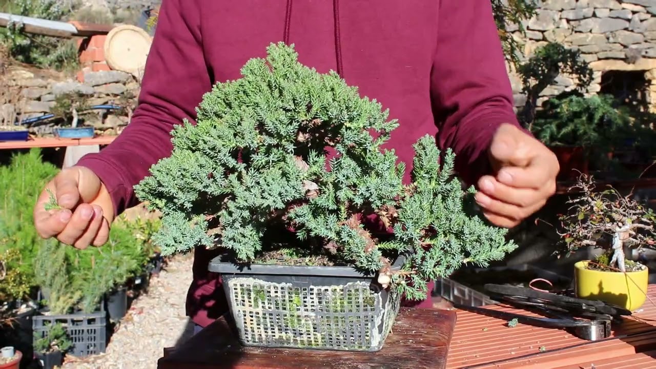 Bonsai paso a paso, actualización y diseño del sonare