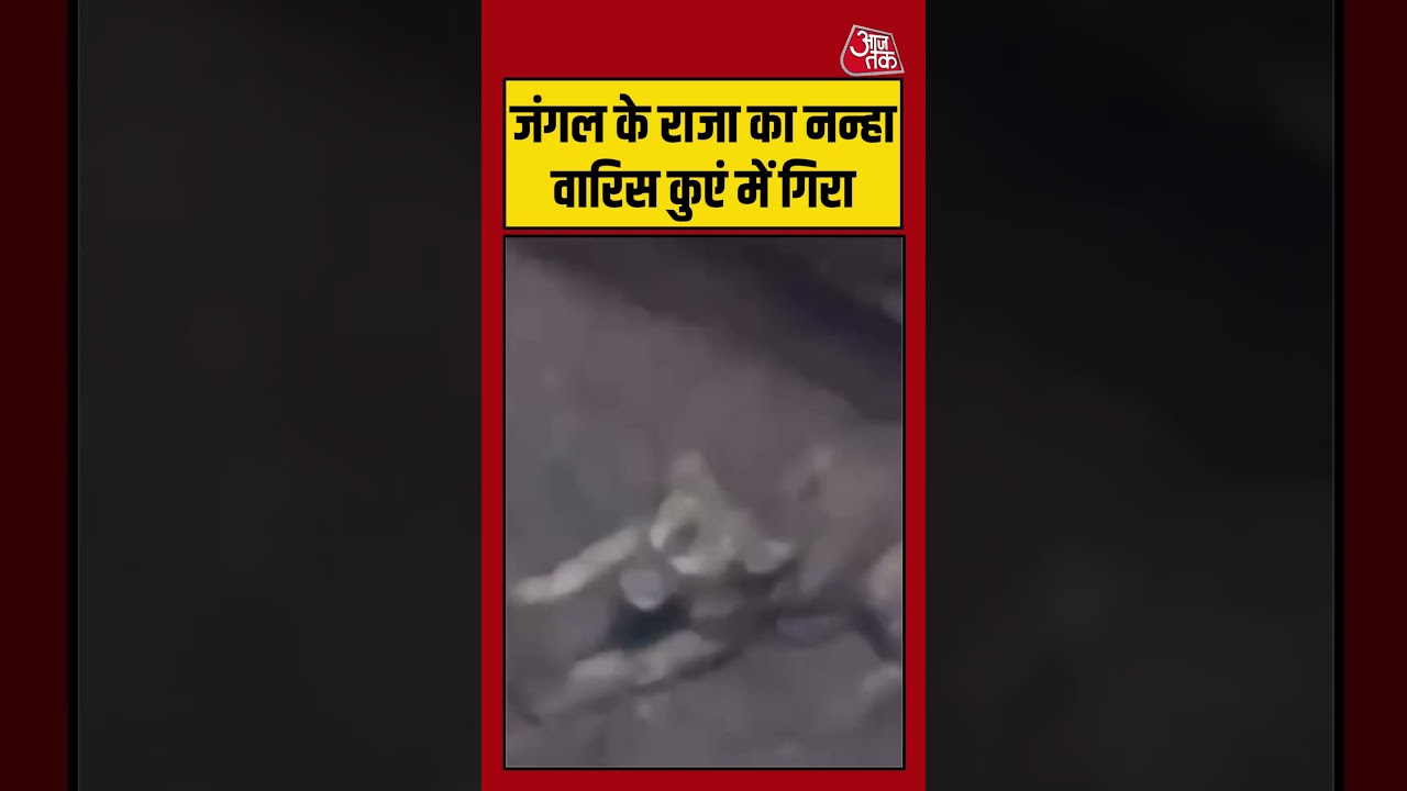 जंगल के राजा का नन्हा वारिस कुएं में गिरा  #lion #junagadh #viralvideo #shorts #gujarat