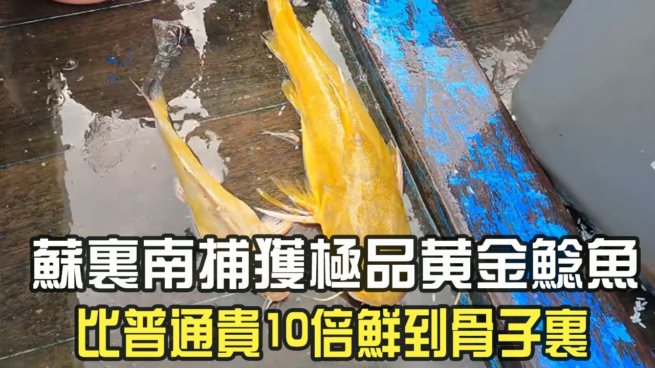 蘇裏南捕獲極品黃金鲶魚，比普通貴 10 倍鮮到骨子裏#阿牛愛捕魚 #趕海 #熱門 #蘇裏南