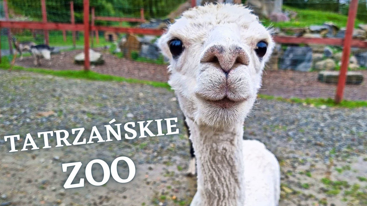 Tatrzańskie ZOO - Zakopane