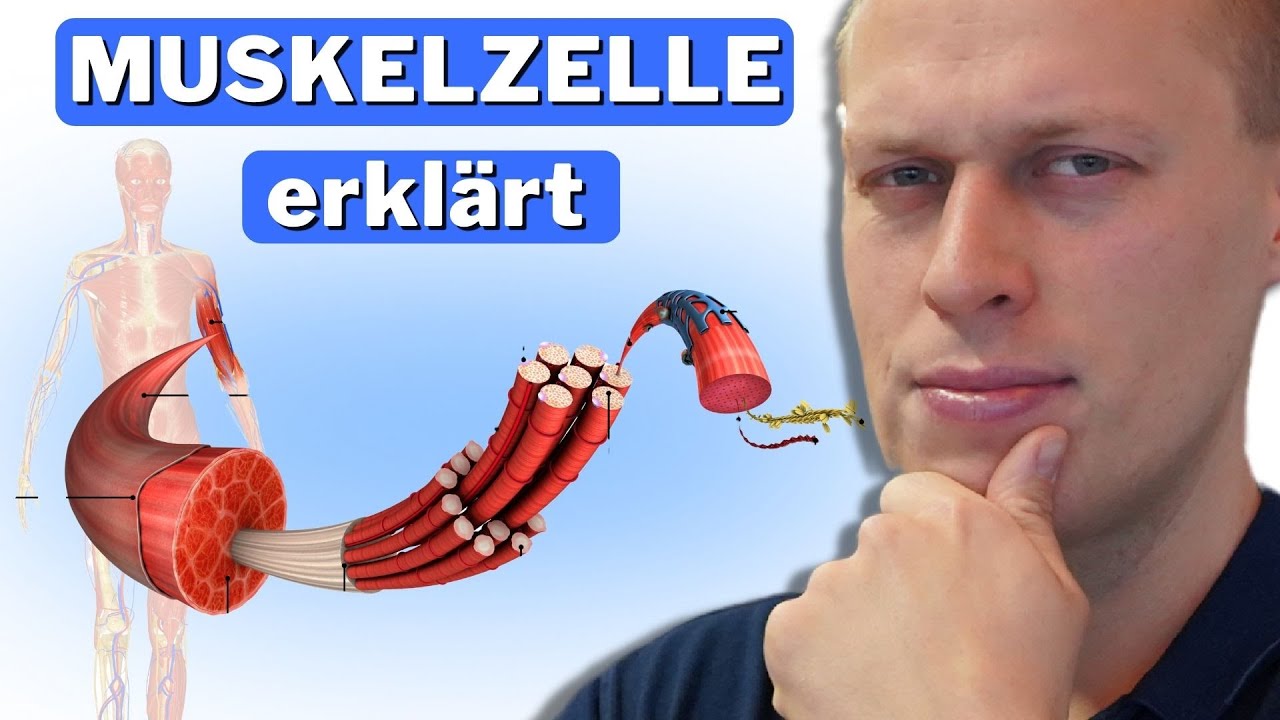 Muskelzelle: Aufbau, Funktion & Kontraktion einfach erklärt