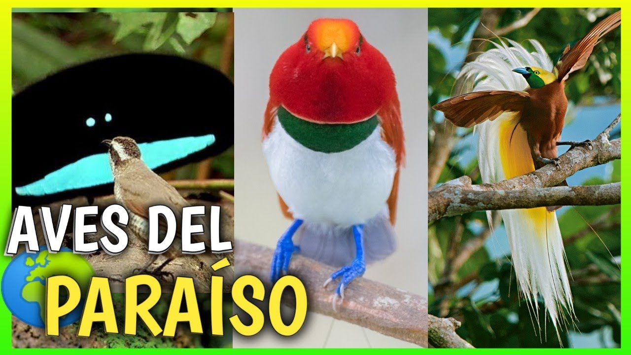 AVES DEL PARAISO 😍 | Cortejo y baile de las Aves del paraíso