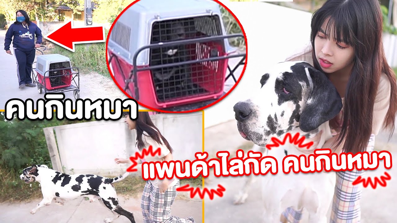 คนกินหมา จับลูกหมายักษ์ไป!! แพนด้าไล่กัด ทำไงดี
