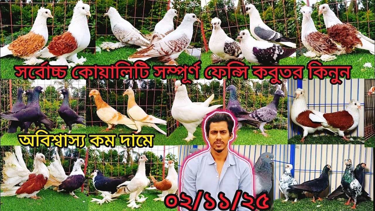 সর্বোচ্চ কোয়ালিটি সম্পূর্ণ জনপ্রিয় ফেন্সি কবুতর কিনুন | pigeon video | fancy pigeon | কবুুতর |