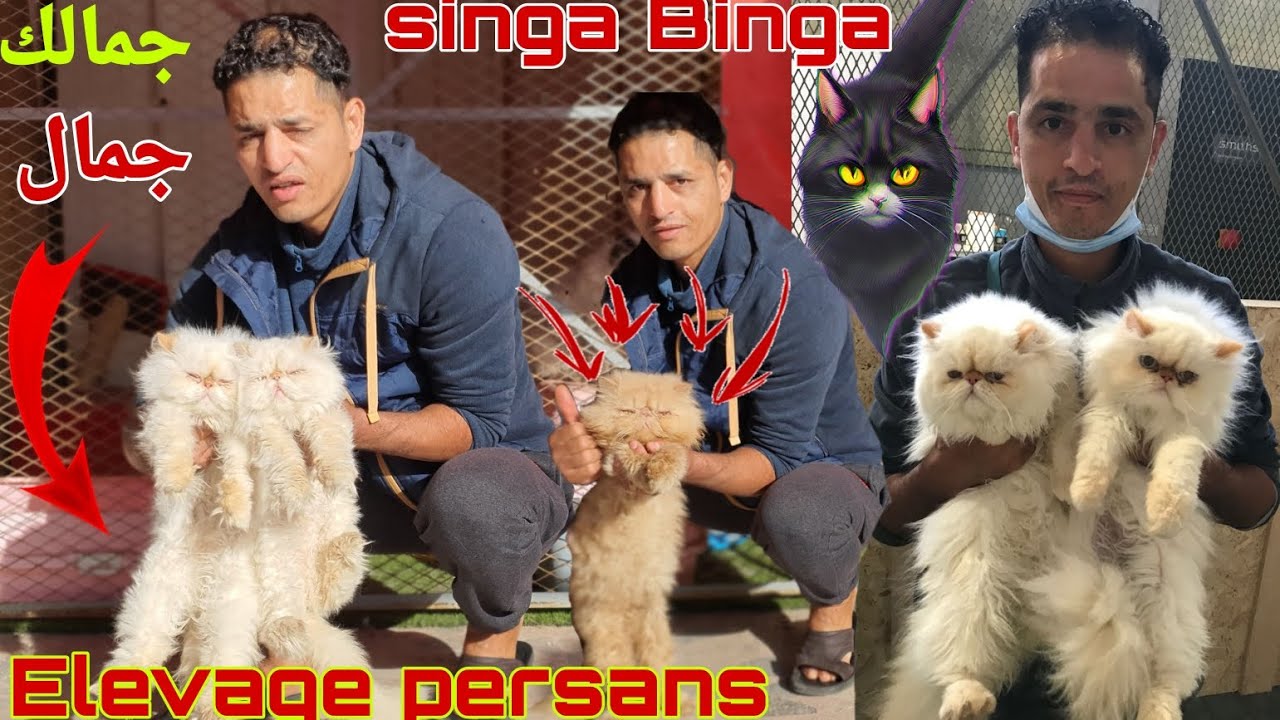 سوق القريعة بالدار البيضاء 🇲🇦 زيارة مفاجأة عند المولوع  عبد الكريم واحسن أنواع القطط (persans) 🐈‍⬛🐩💥