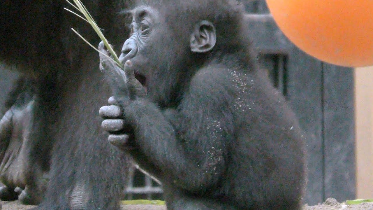 12/19キンタロウの１歳の誕生日①💗[Kyoto City Zoo] 12/19 Kintaro's first birthday