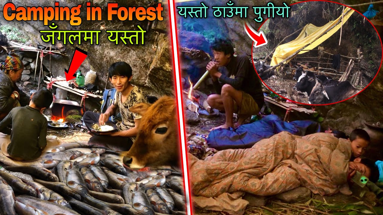 Jungle Survival Campaign ! Primitive Survival Skills ! Fish Cooking in Forest ! Real Survivor