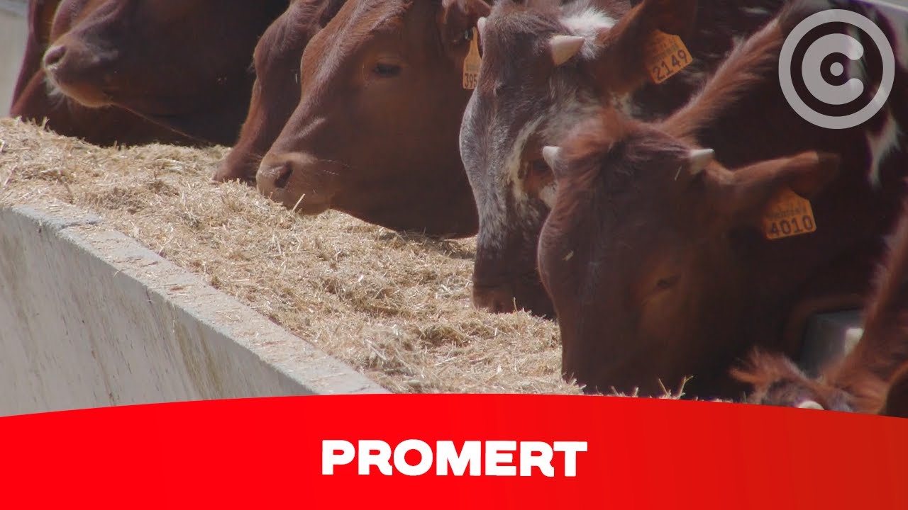 Clube de Produtores Continente | Promert