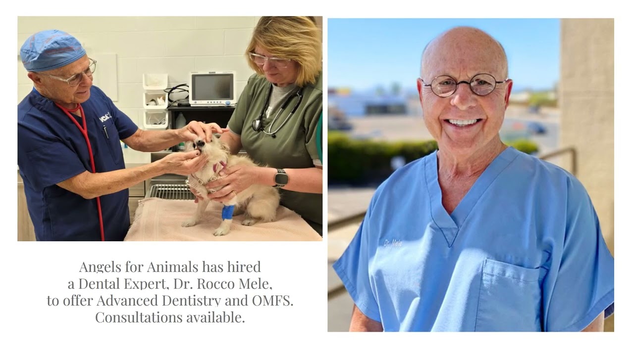 Angels for Animals Vet Show 8 25 25